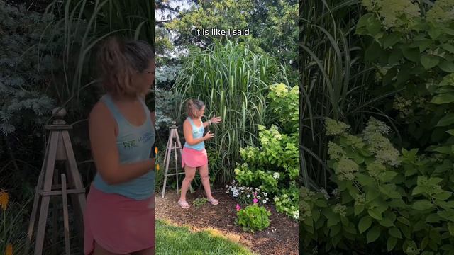 Miscanthus Giganteus is a robust perennial grass