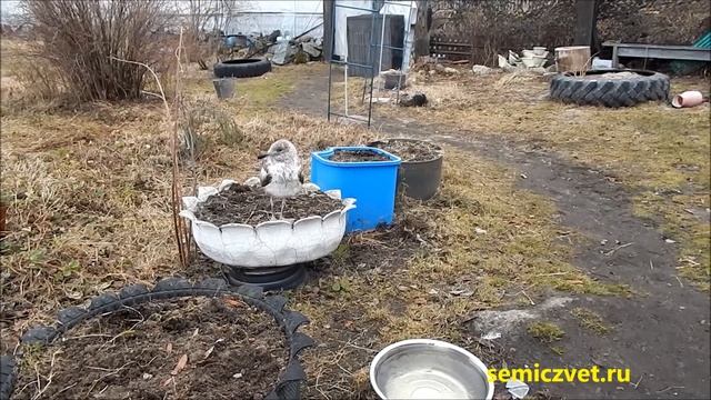 ?? #25 Птенец морской чайки вернулся на дачу