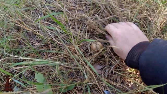 Идём по грибы в Октябре Осенняя Вешенка, Маслята , Тихая охота в Самарской области