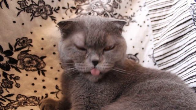 Дыхание кошки (свист и хрип).