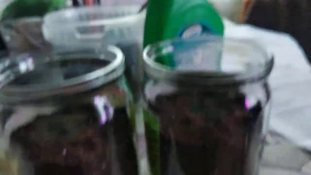 21 февраля. Сею землянику.Про цену доставки семян.