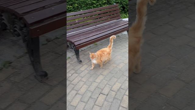 Город кошек Зеленоградск