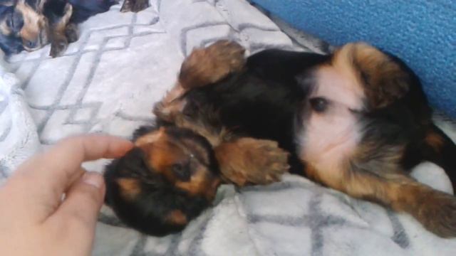 Сладкий сон йорк 1 месяц