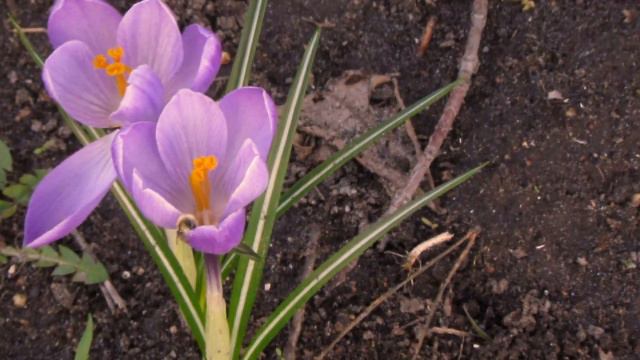 Весняні квіти Нової Дарниці