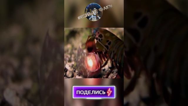 Опасные Раки-богомолы (Stomatopoda) #интересности