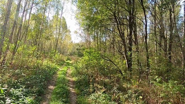 Прокат квадроциклов "К Петровичу" Покатушки по трассе "Лесная прогулка".