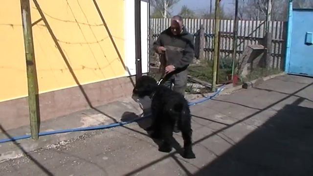 Русский черный терьер, 2010.04.24 092718