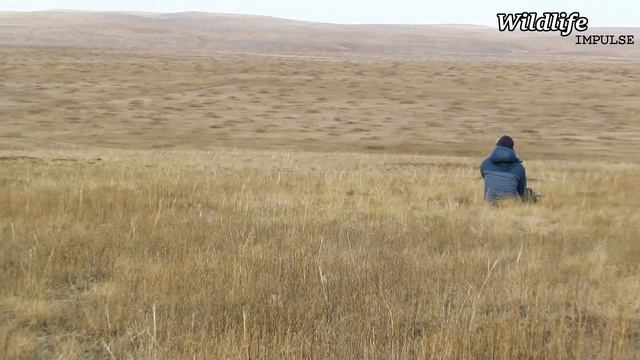 In search of the Pallas cat in Mongolia (Otocolobus manul cat) | Mongolia ep2/4