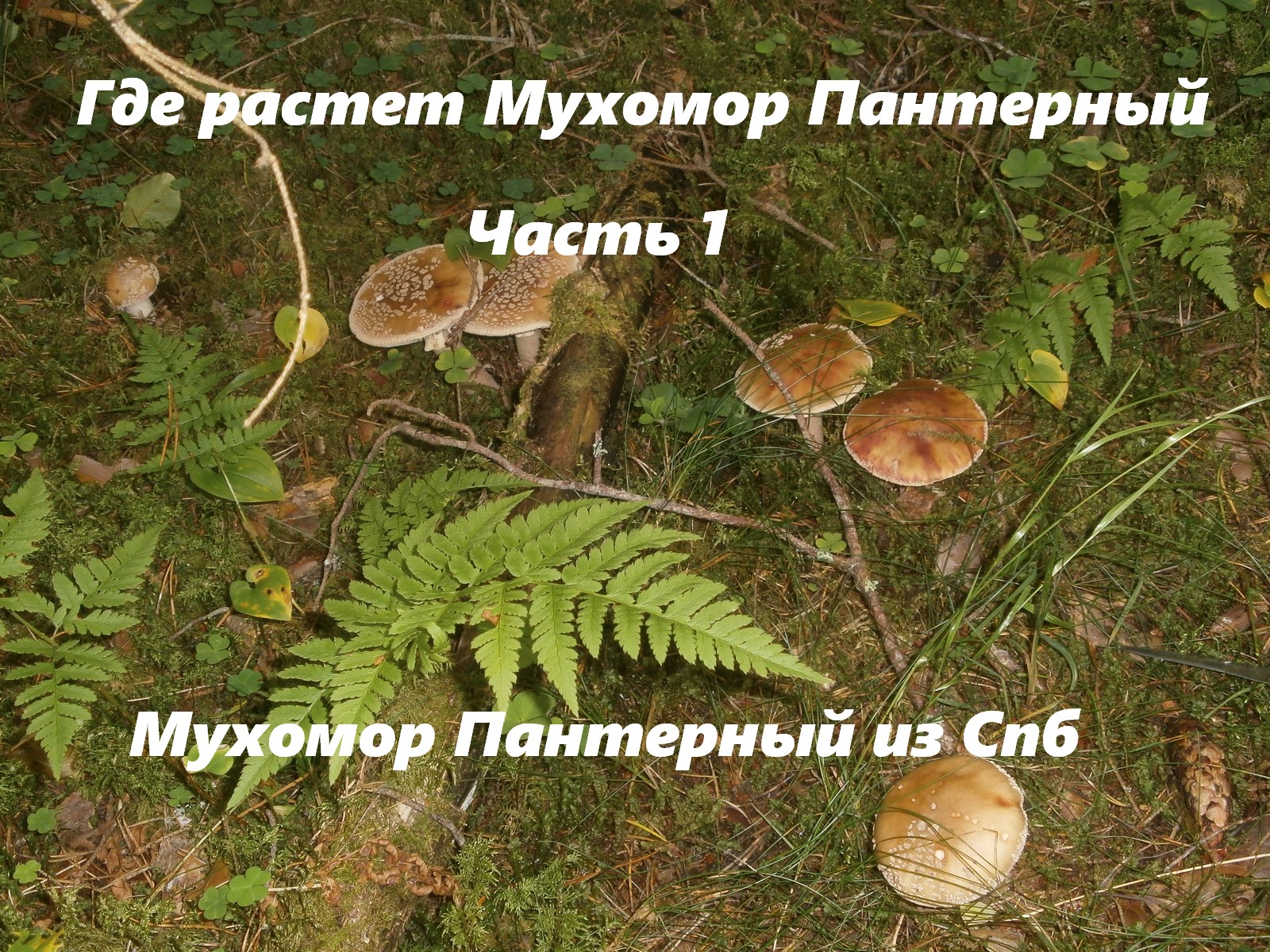 Где собирать мухоморы пантерные в Спб и Лен. обл. часть 1