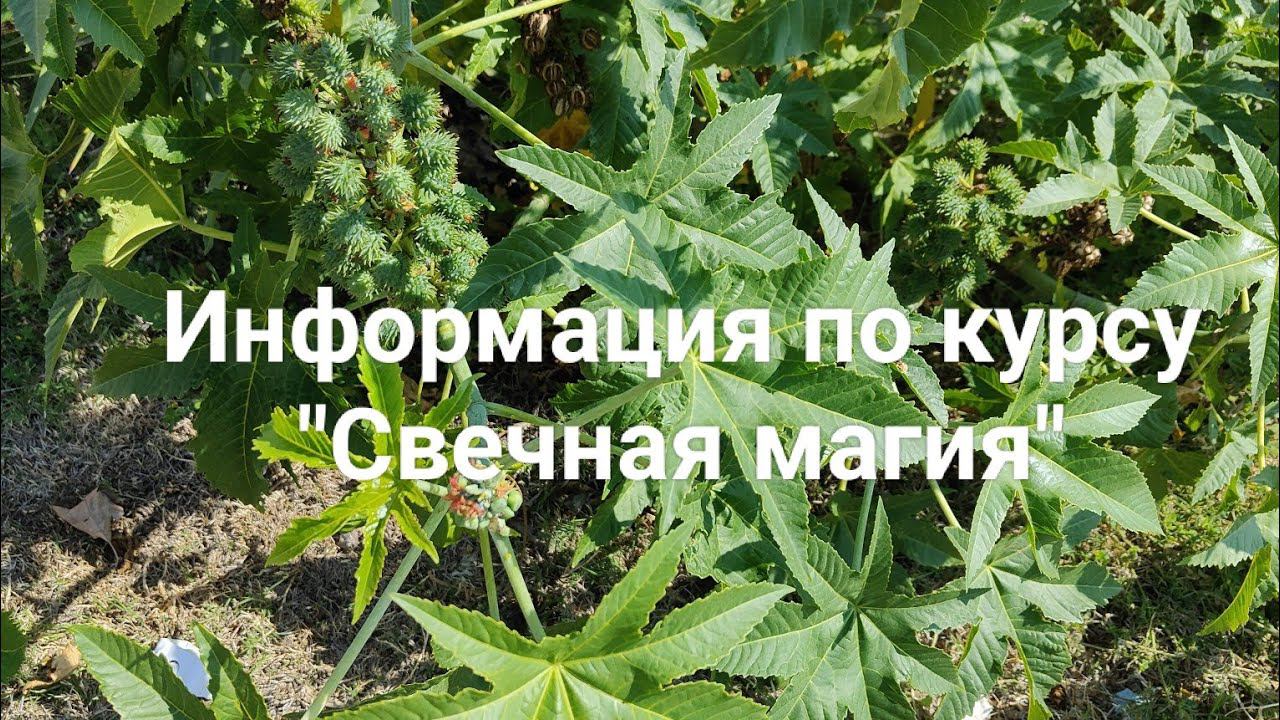 Отвечаю на ваши вопросы по курсу "Свечная магия".   +7-926-666-50-60