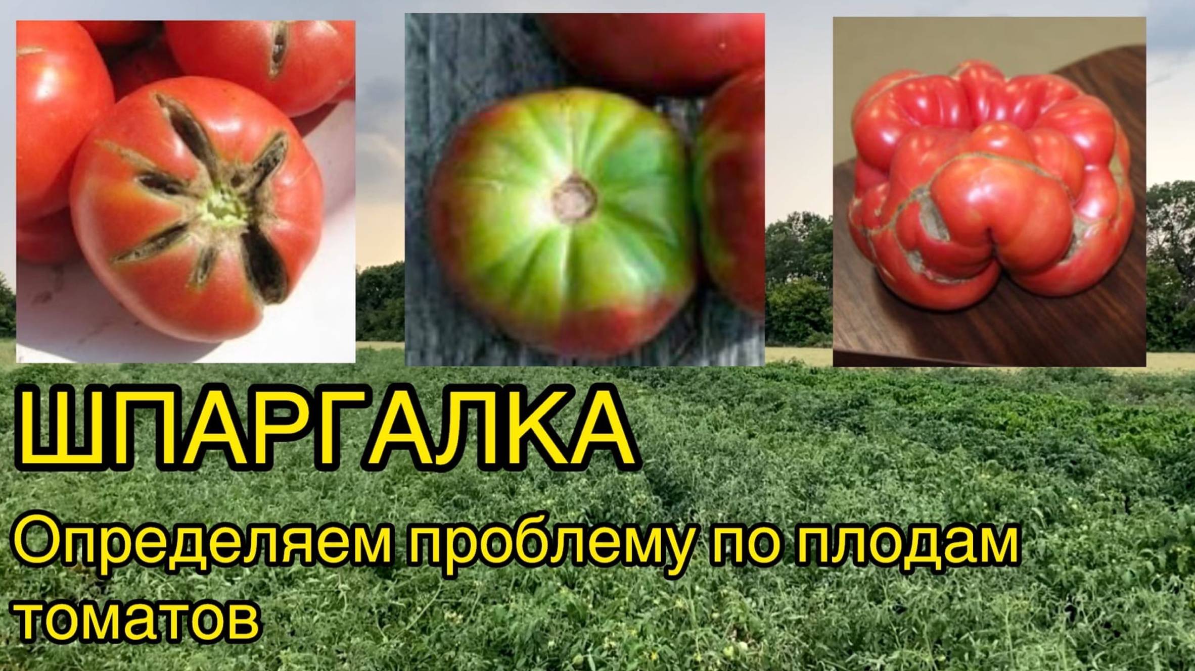 Шпаргалка по томатам. Болезни плодов и способы их решения. (Трещины, желтые плечики, гнили и т.д.)