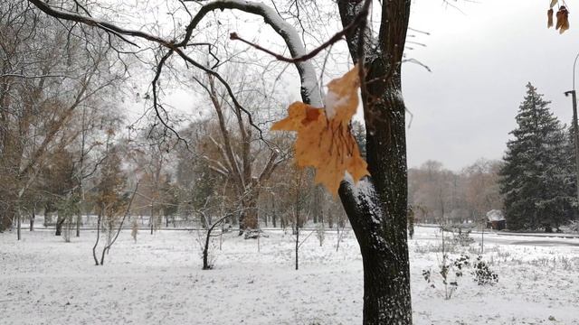 Падает пушистый снег, красивый зимний парк, релакс, зима