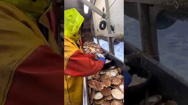 К сожалению, из-за большой потребности в морепродуктах, в частности в двухстворчатых моллюсках, э...