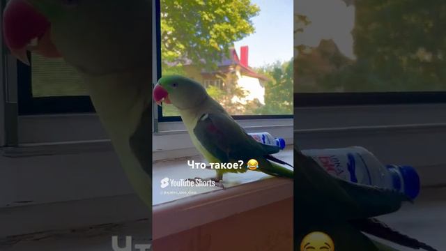 Говорящий попугай - Дино 🦜