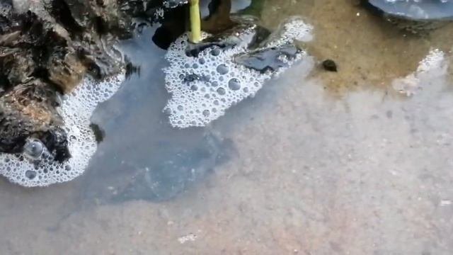 Сделали пруд у реки