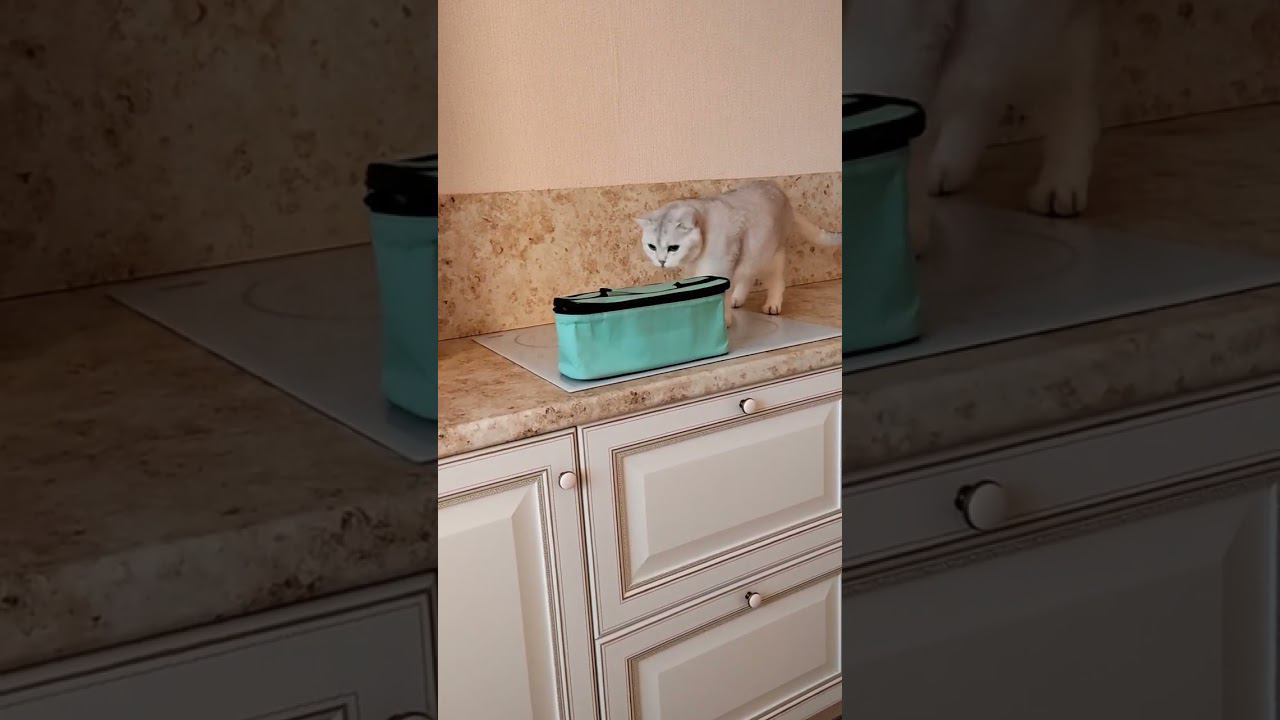 Неугомонный Кокос