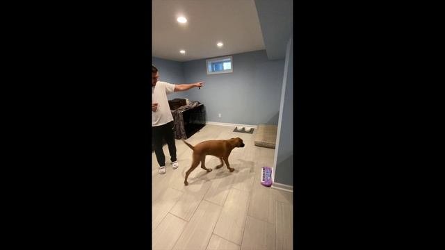 Rhodesian Ridgeback puppy training and tricks