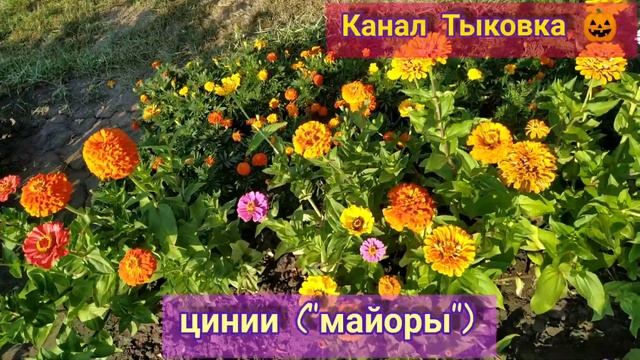 Дачный цветник ?????️