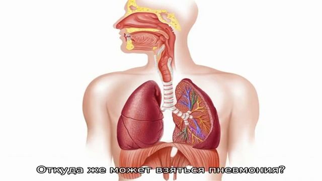 Заболевания органов дыхания у собак