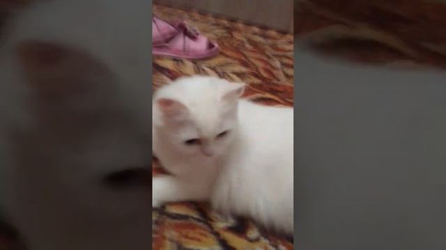 куда пропала Я Евочка и Уголёк
