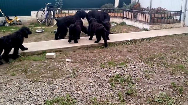 щенки рчт