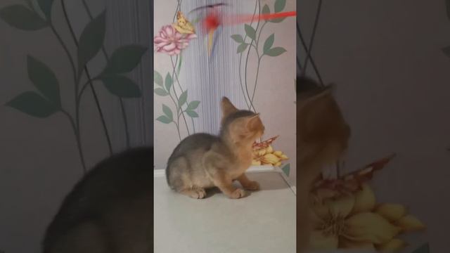 абиссинская девочка голубого окраса