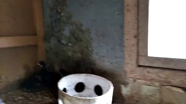 2021 6 27 Чешский Доминант 25 дней