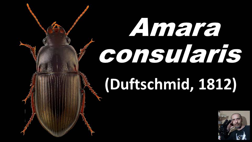 Энтомология. Amara consularis