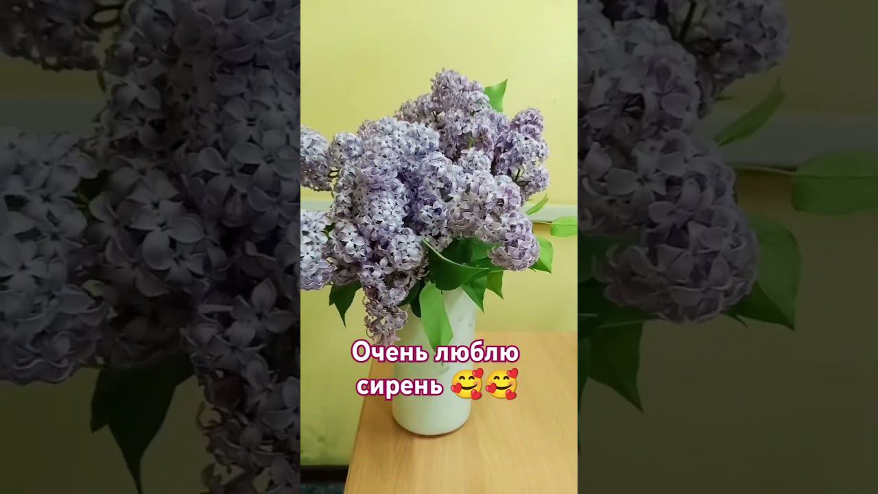 сирень