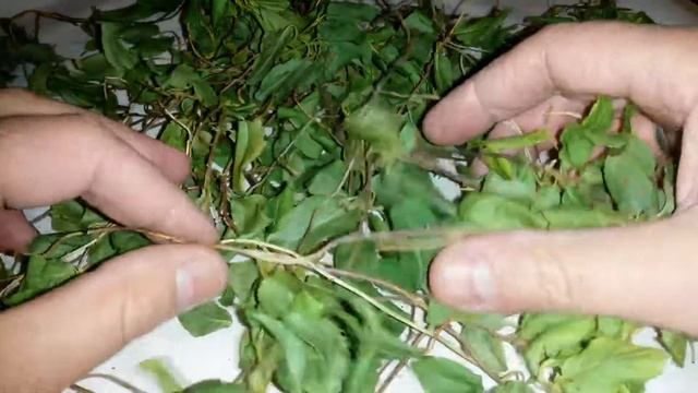 Боровая матка, лист, стебель, корень, купить.