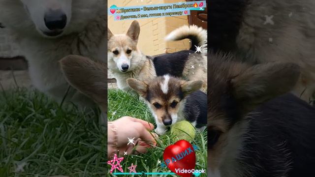 🐕🌸Британи девочка Вельш-корги пемброк❤️💥 Готова к переезду! Возраст 2 мес. Триколор #корги