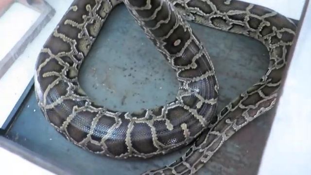 Храм со змеями temple with snakes