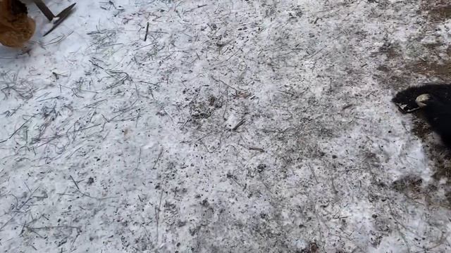 Помогаю бабушке на кухнекормим коров пришли в гостиготовим холодец