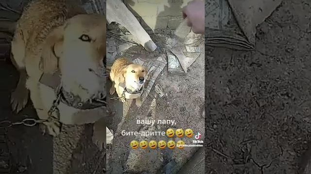 Вашу лапу, битте-дритте; 2-я версия.mp4