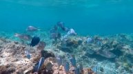 Wonderful Coral Reef Aquarium Fish 4K ~ Relaxing Music for Sleep, Study, Meditation & Yoga • 3 HOUR