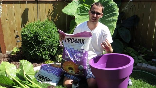 Rejuvenating a Alocasia macrorrhiza - Repotting and Fertilizing