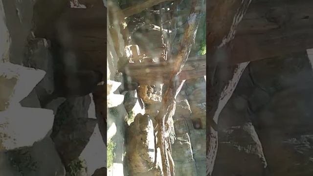 Зоопарк на Кипре Лимассол2