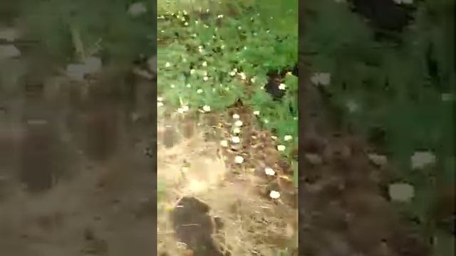 Белый налив. Яблоки в домашнем саду