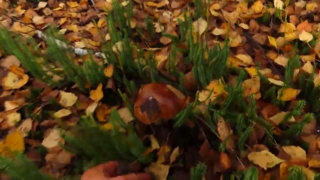Я удивлен! Такая волна белых грибов в октябре.?!