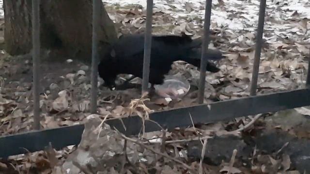 Срочно!Требуется помощь питомцу нашего двора!г.Новокузнек Россия