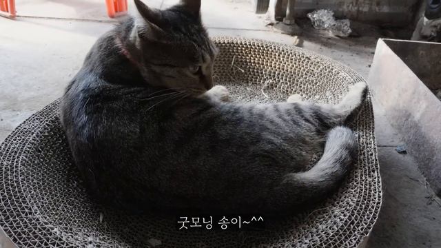 비닐하우스에서 사는부부의시골일상/ 우리집 동치미,호박죽하는날/맛있고건강한시골일상/귀촌/황혼기시골일상/돌솥비빔밥/겨울식사/농촌일상/시골영상