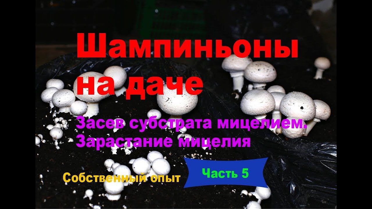 Шампиньоны на даче. Часть 5. Засев компоста мицелием. Зарастание мицелия