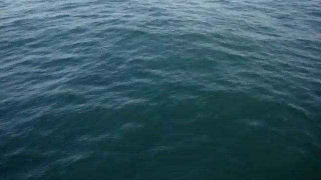 Черноморские дельфины у берегов Адлера