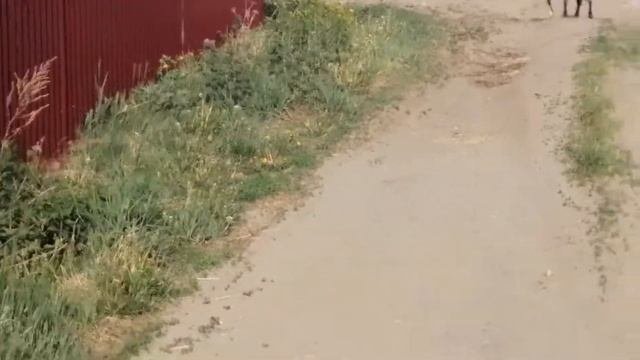 Серая коза