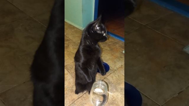 Сима-суслик