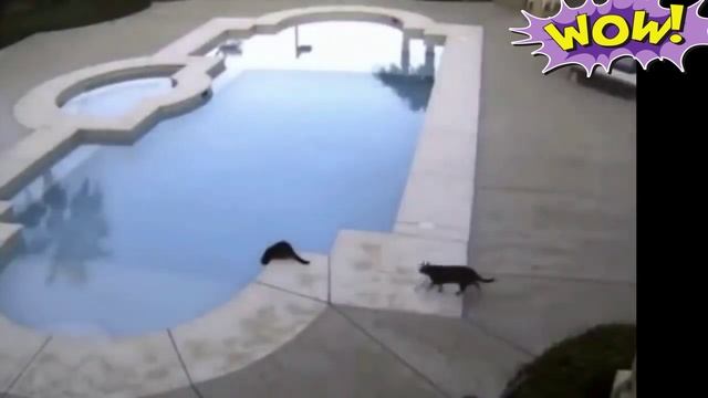 Смешные коты?