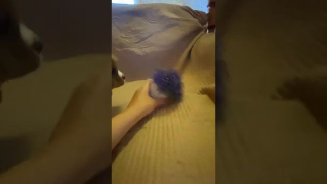 Щенки кавалер кинг Чарльз спаниель Воронеж