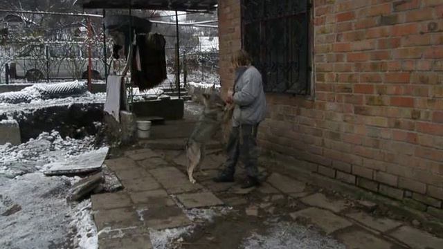 Волчонок Воля