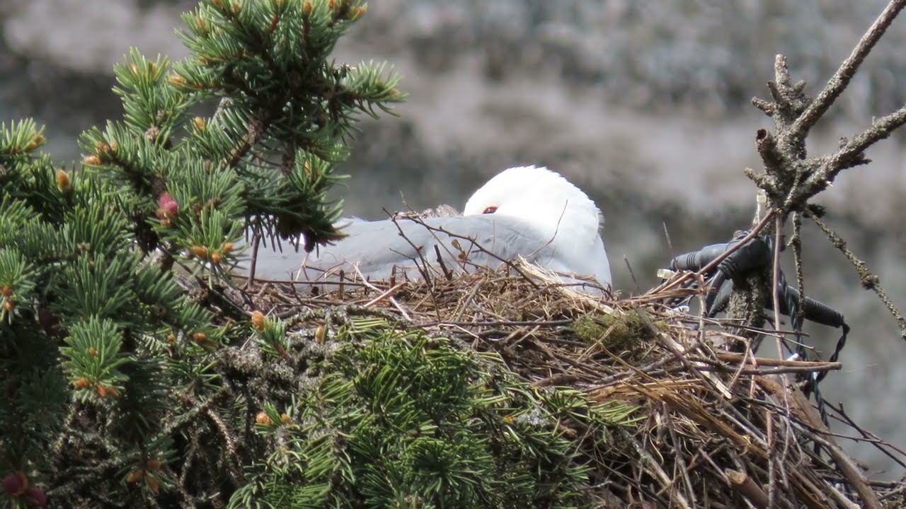 Сизая чайка (Larus canus)