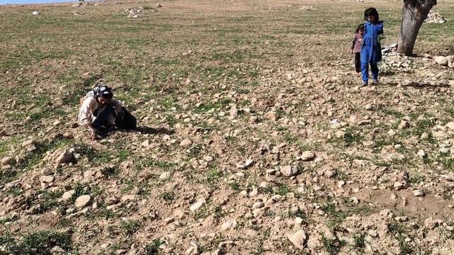 The adventure of foraging in the mountains: survival in the mountains of Zagros